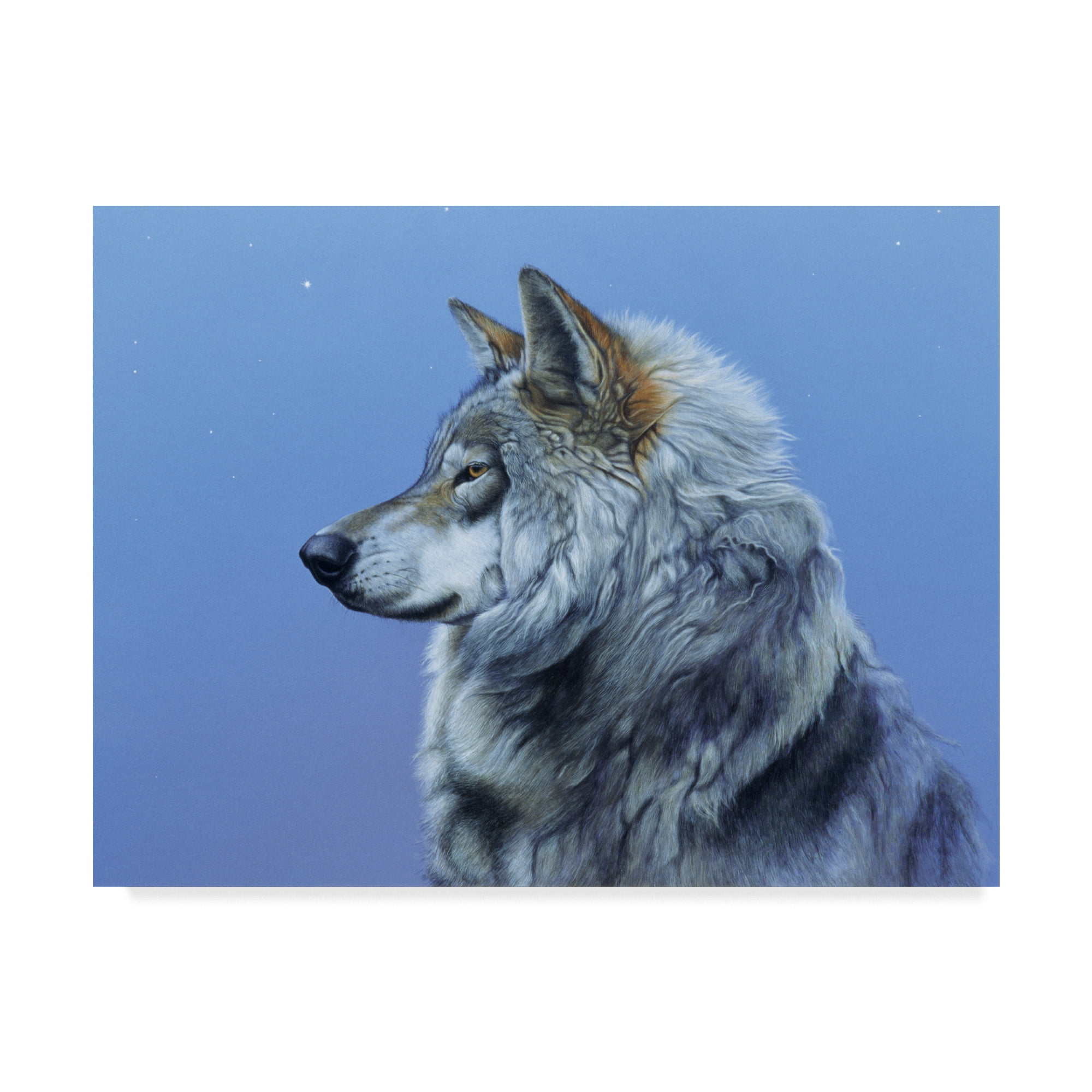Trademark Fine Art 'Northern Star' Canvas Art by Rusty Frentner