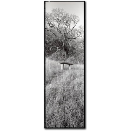 Trademark Fine Art "Novato Oak" Canvas Art by Alan Blaustein