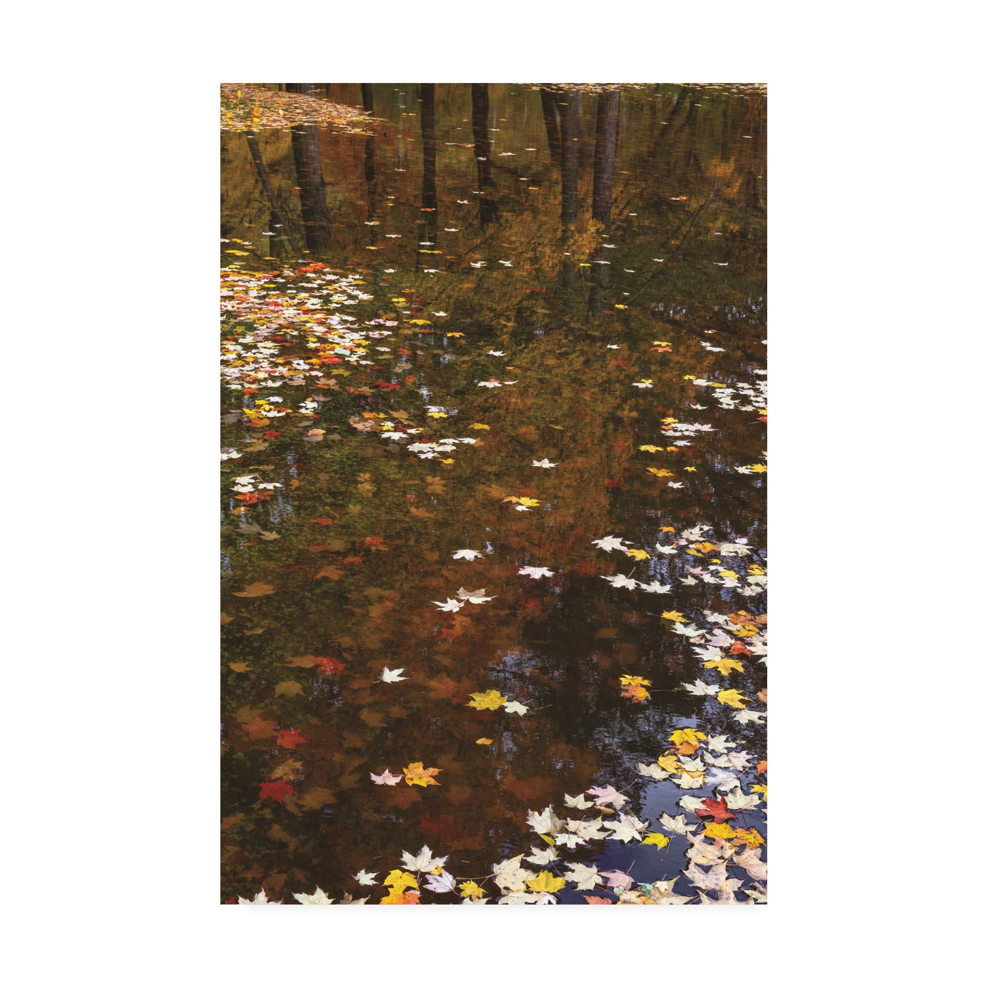 Trademark Fine Art 'November Reflections' Canvas Art by Kurt Shaffer Photographs