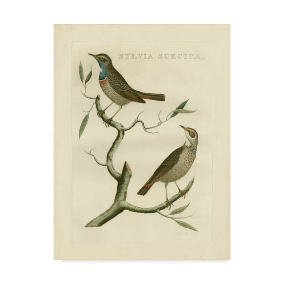 Trademark Fine Art 'Nozeman Birds II' Canvas Art by Nozeman