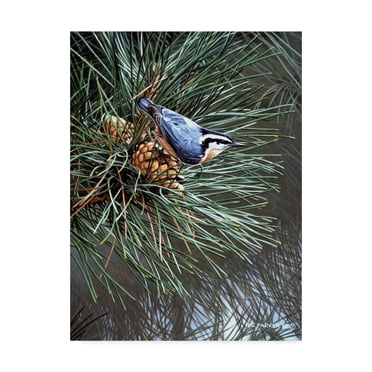 Trademark Fine Art 'Nuthatch On Pine Cone' Canvas Art by Ron Parker