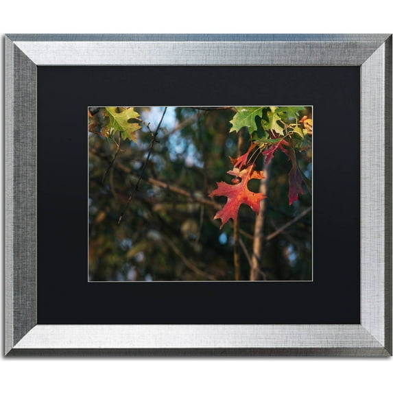 Trademark Fine Art "Oak" Canvas Art by Jason Shaffer, Black Matte, Silver Frame