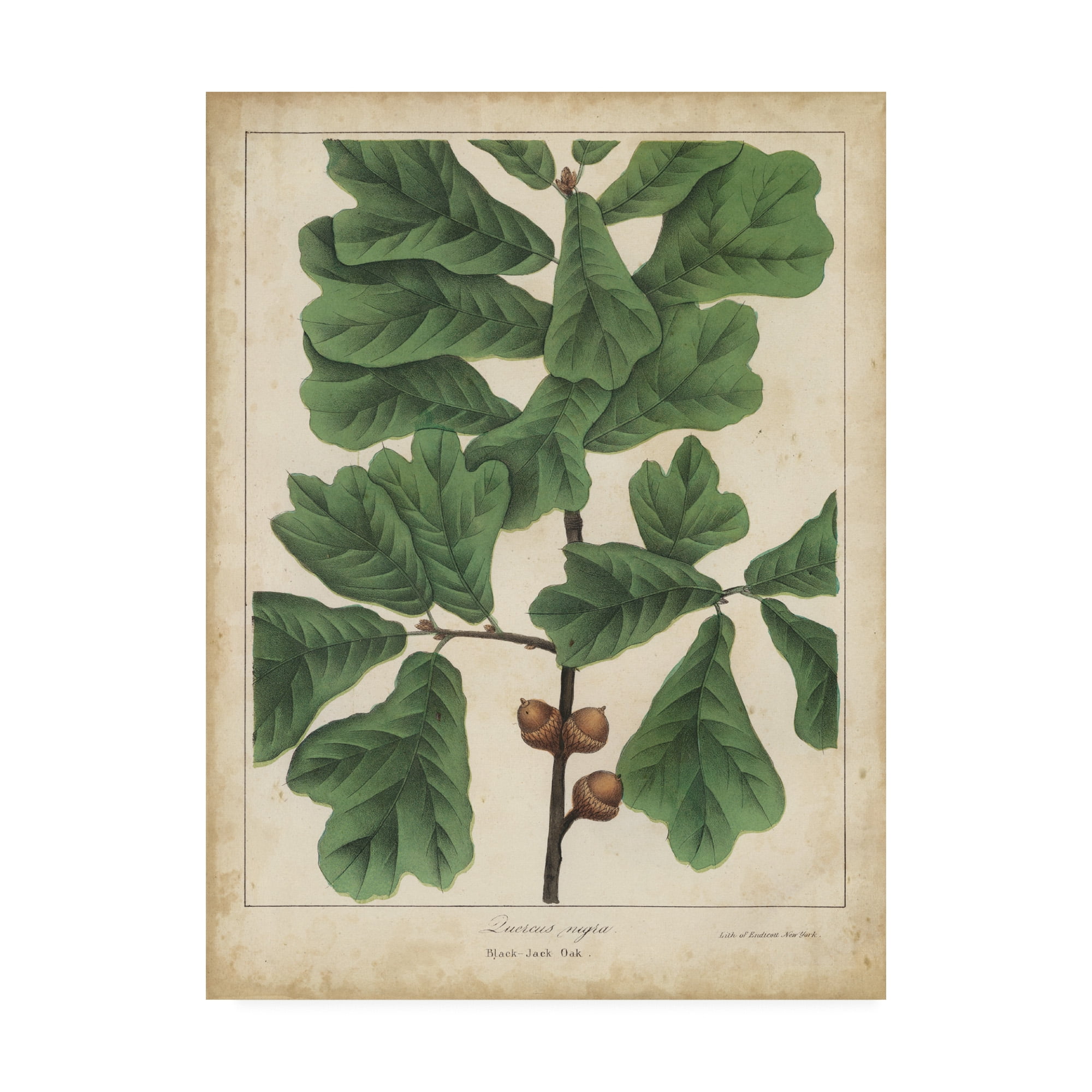 Trademark Fine Art 'Oak Leaves And Acorns I' Canvas Art by John Torrey