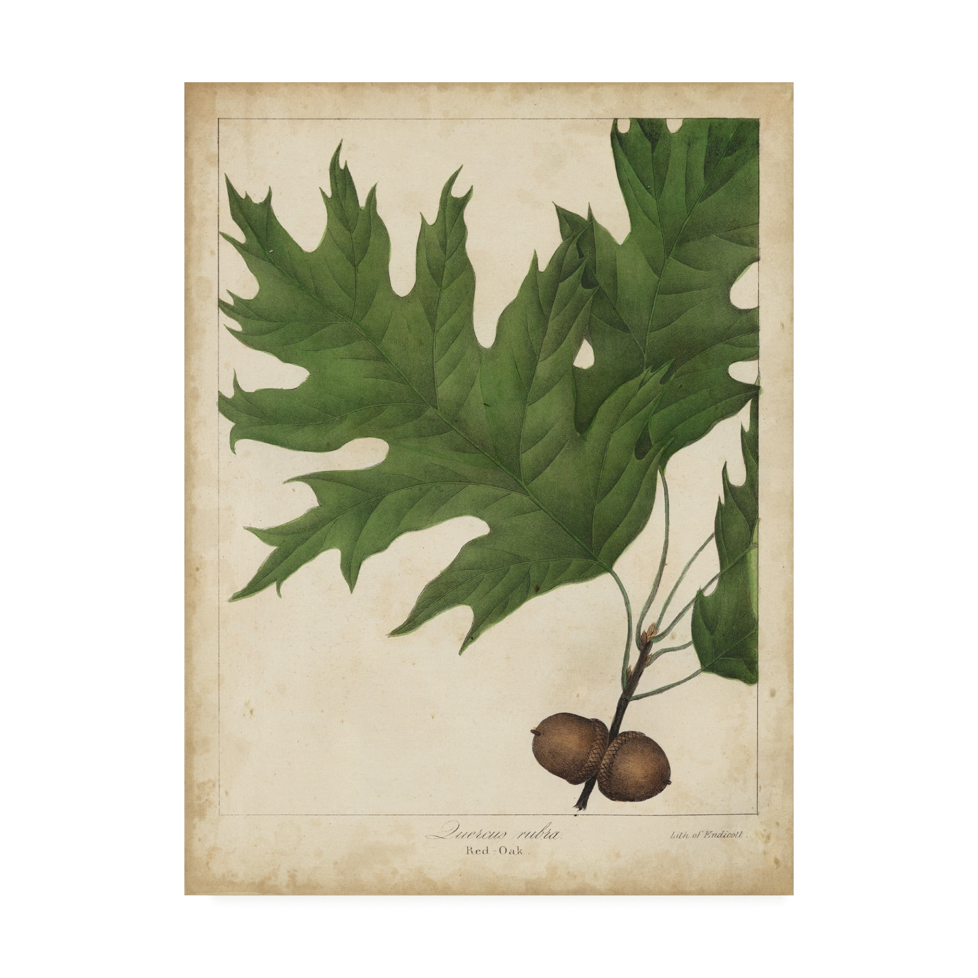 Trademark Fine Art 'Oak Leaves And Acorns II' Canvas Art by John Torrey