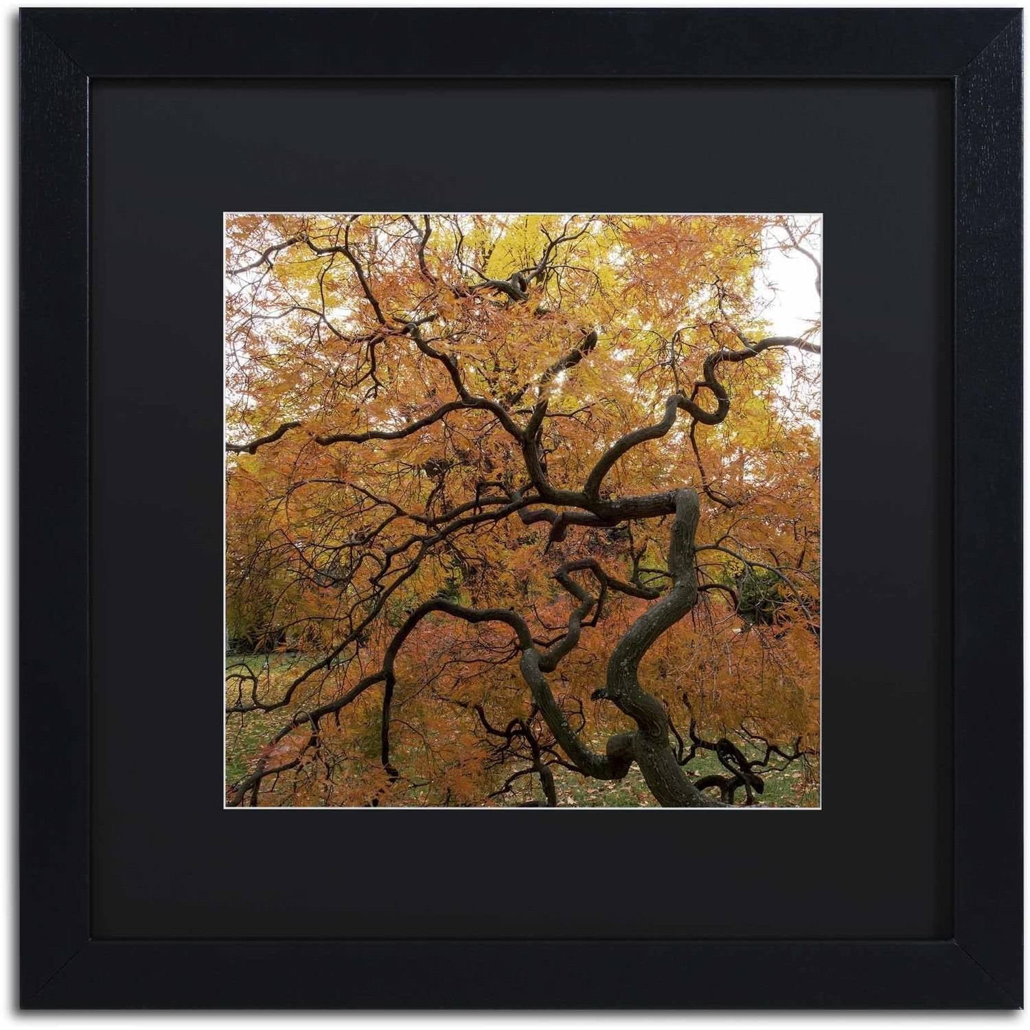 Trademark Fine Art "October Japanese Maple" Canvas Art by Kurt Shaffer, Black Matte, Black Frame