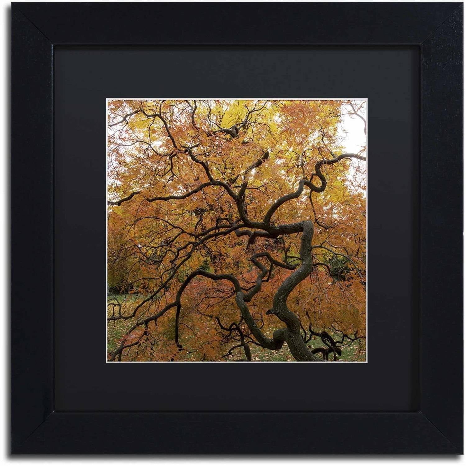 Trademark Fine Art "October Japanese Maple" Canvas Art by Kurt Shaffer, Black Matte, Black Frame