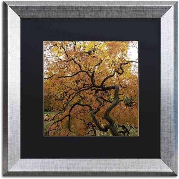 Trademark Fine Art "October Japanese Maple" Canvas Art by Kurt Shaffer, Black Matte, Silver Frame