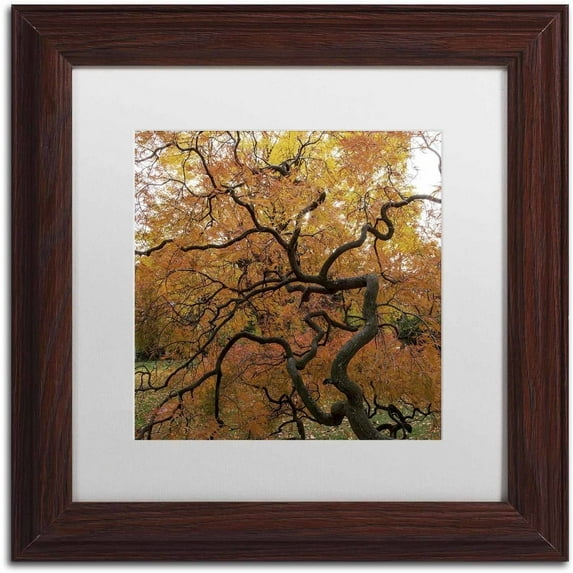 Trademark Fine Art "October Japanese Maple" Canvas Art by Kurt Shaffer, White Matte, Wood Frame