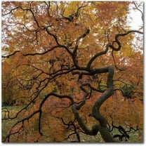 Trademark Fine Art "October Japanese Maple" Canvas Art by Kurt Shaffer