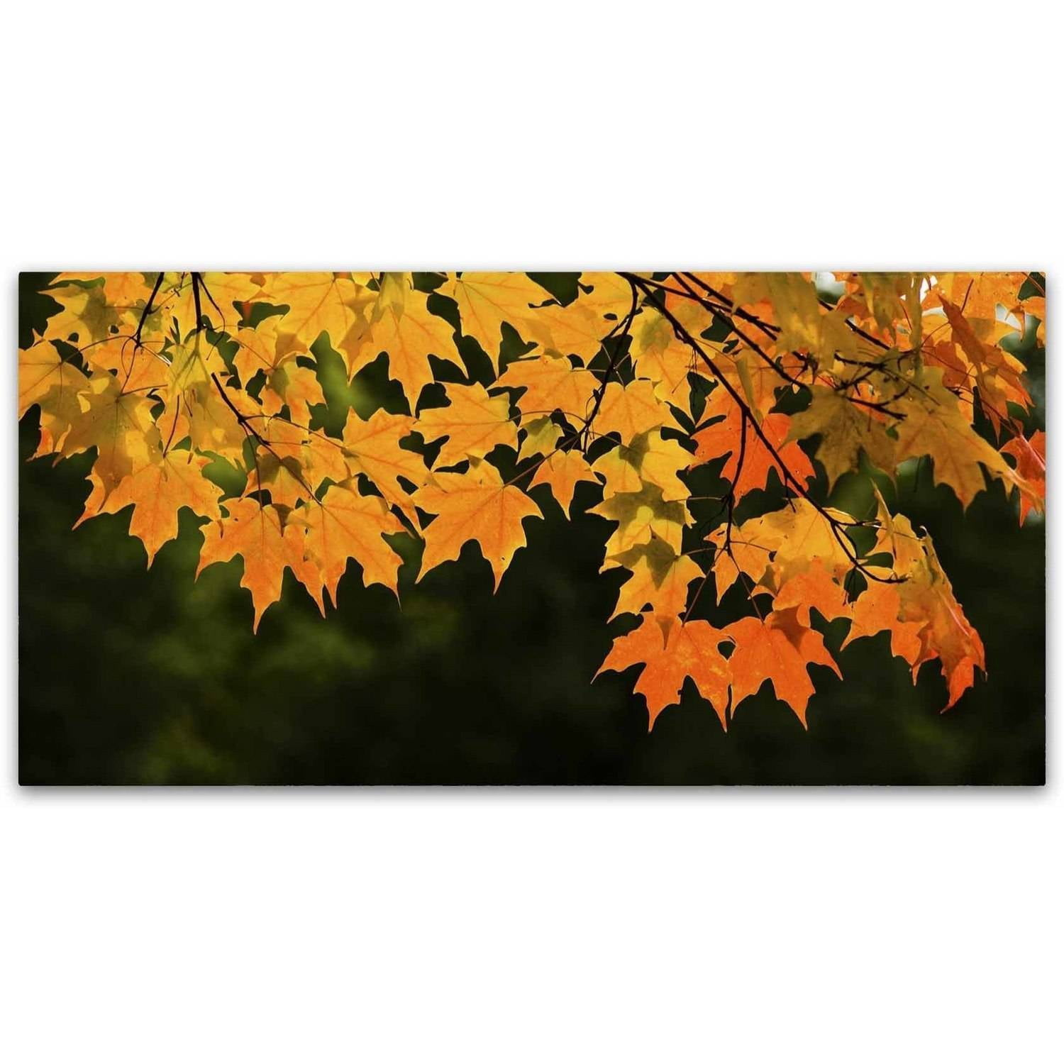 Trademark Fine Art "October Maple" Canvas Art by Kurt Shaffer