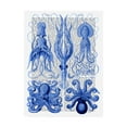 thumbnail image 1 of Trademark Fine Art 'Octopus And Squid, Blue' Canvas Art by Fab Funky, 1 of 3