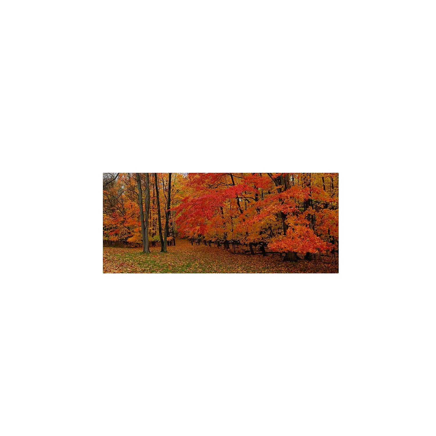 Ohio Autumn Landscape Canvas Wall Art, 25" x 19"