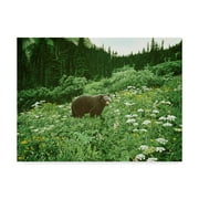 Trademark Fine Art 'Old Man Of The Mountain Black Bear' Canvas Art by Ron Parker