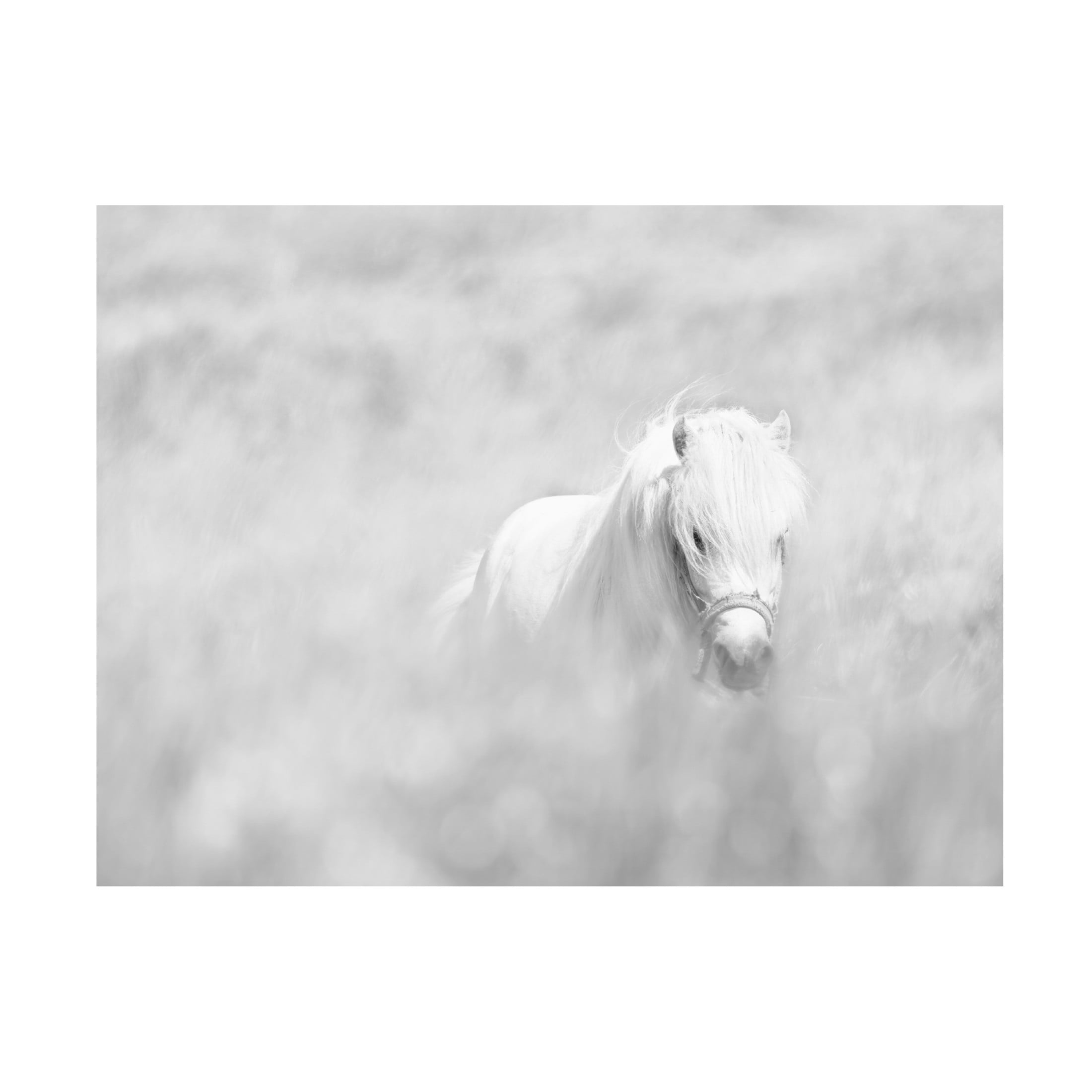 Trademark Fine Art Oles Paritskiy White Horse Canvas Wall Art