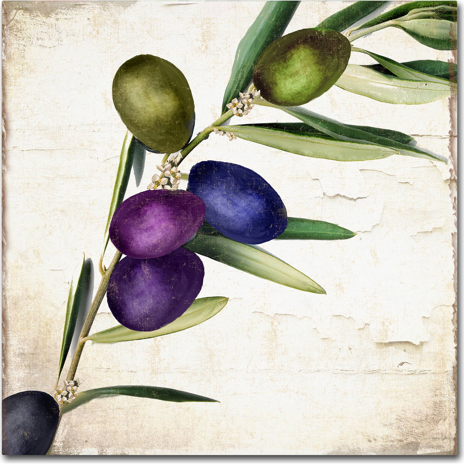 14x14 Green and Purple Olive Branch Botanical Canvas Art
