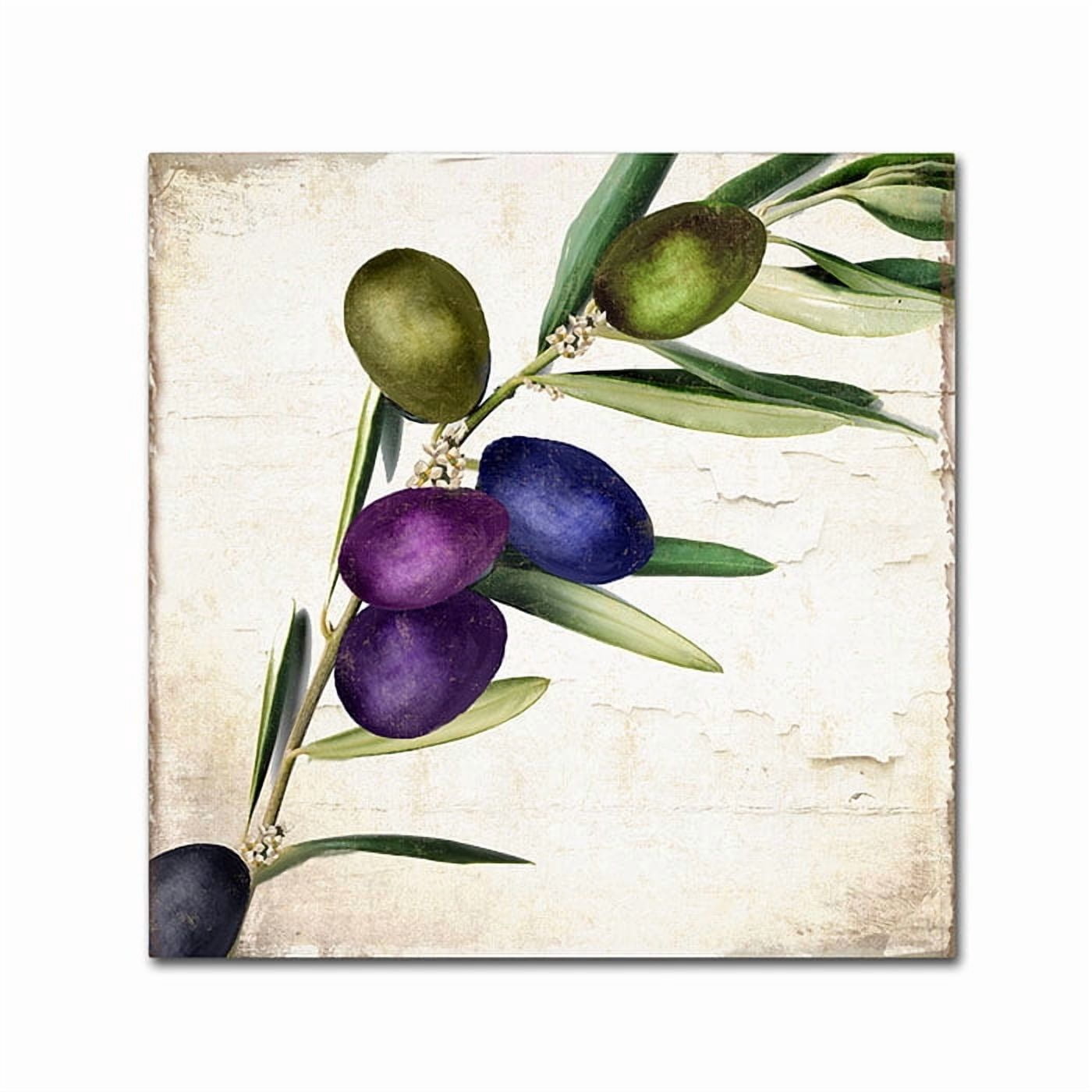 Trademark Fine Art "Olive Branch III" Canvas Art by Color Bakery