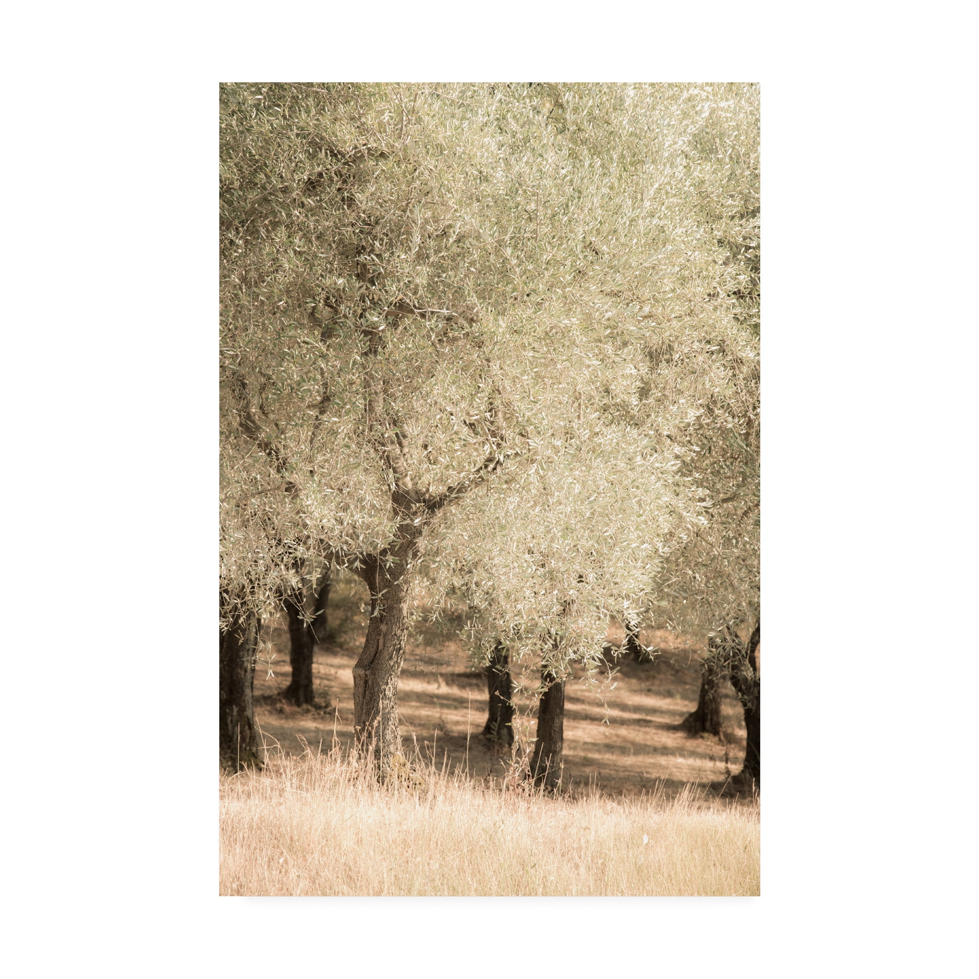 Trademark Fine Art 'Olive Trees 2' Canvas Art by Dan Ballard