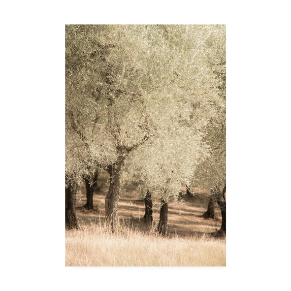 Trademark Fine Art 'Olive Trees 2' Canvas Art by Dan Ballard