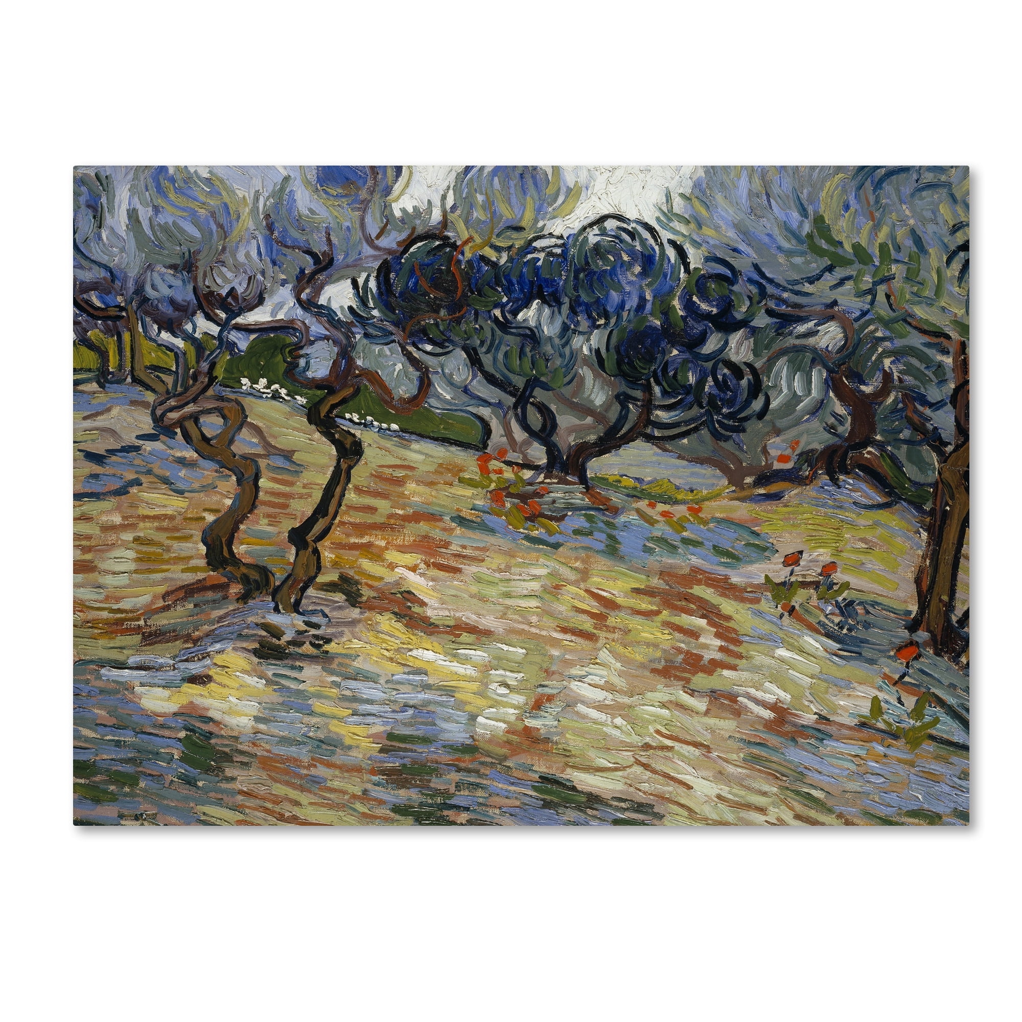 Vincent Van Gogh Olive Trees Landscape Canvas Print