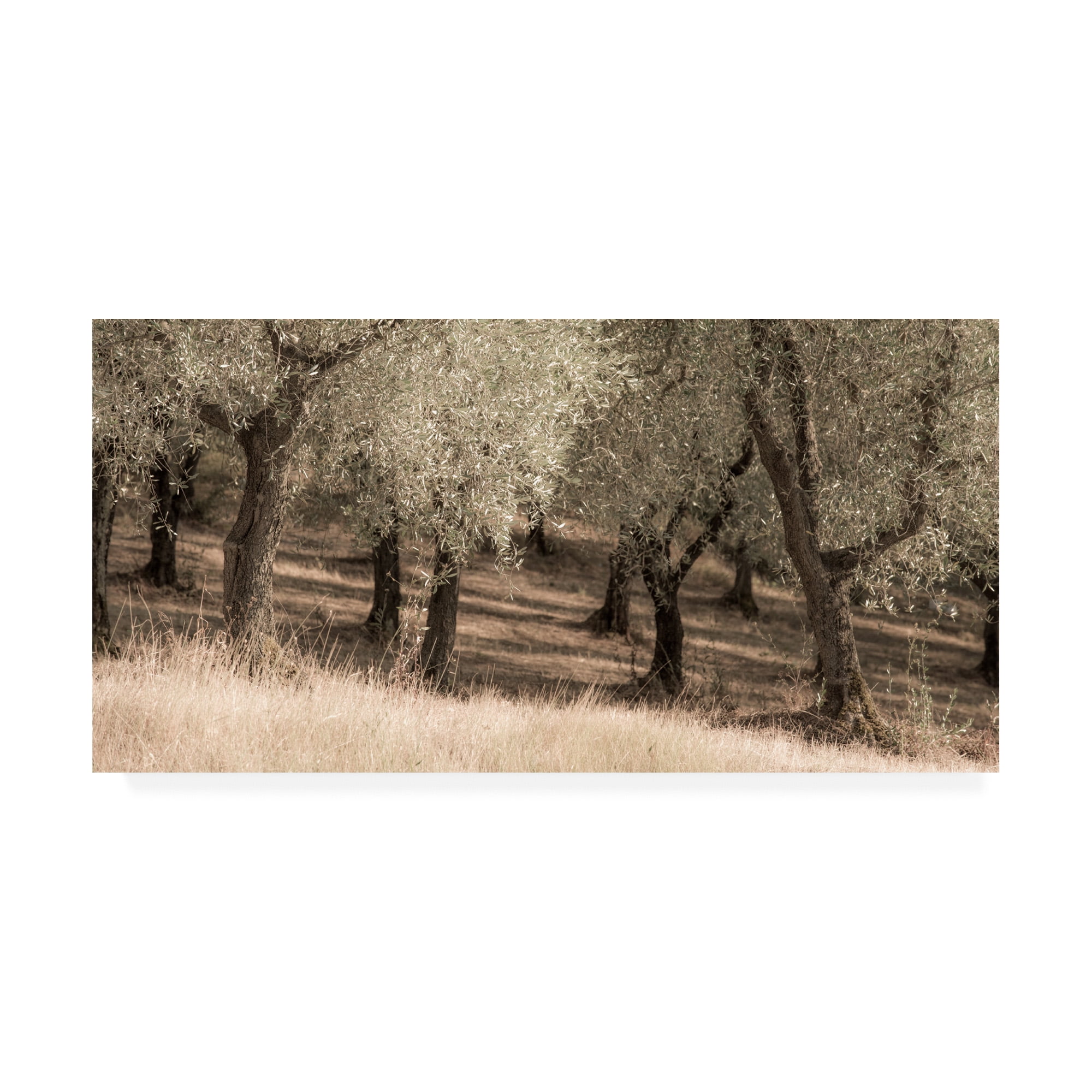 Trademark Fine Art 'Olive Trees Tall Grass' Canvas Art by Dan Ballard