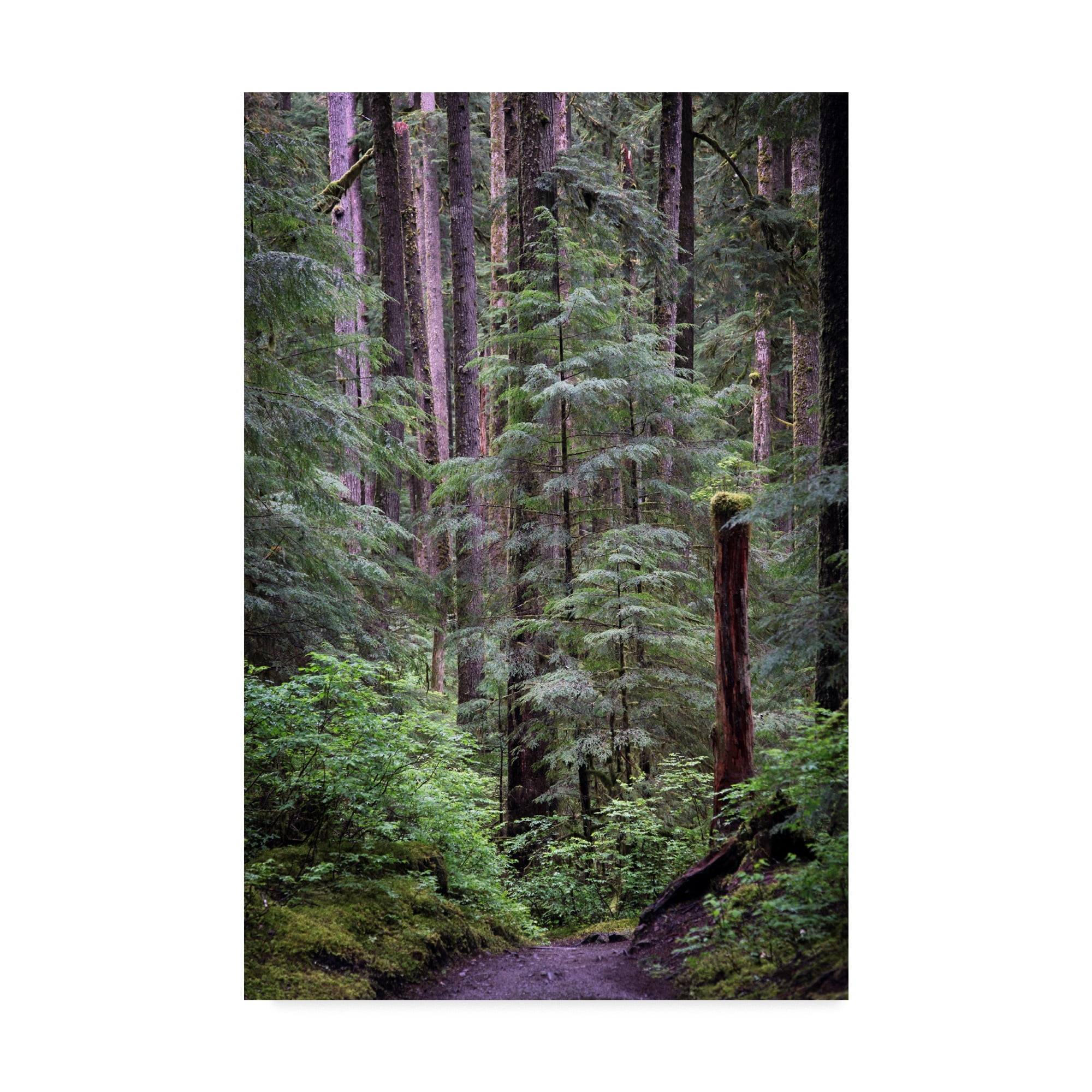 Trademark Fine Art 'Olympic Np 6' Canvas Art by J.D. McFarlan
