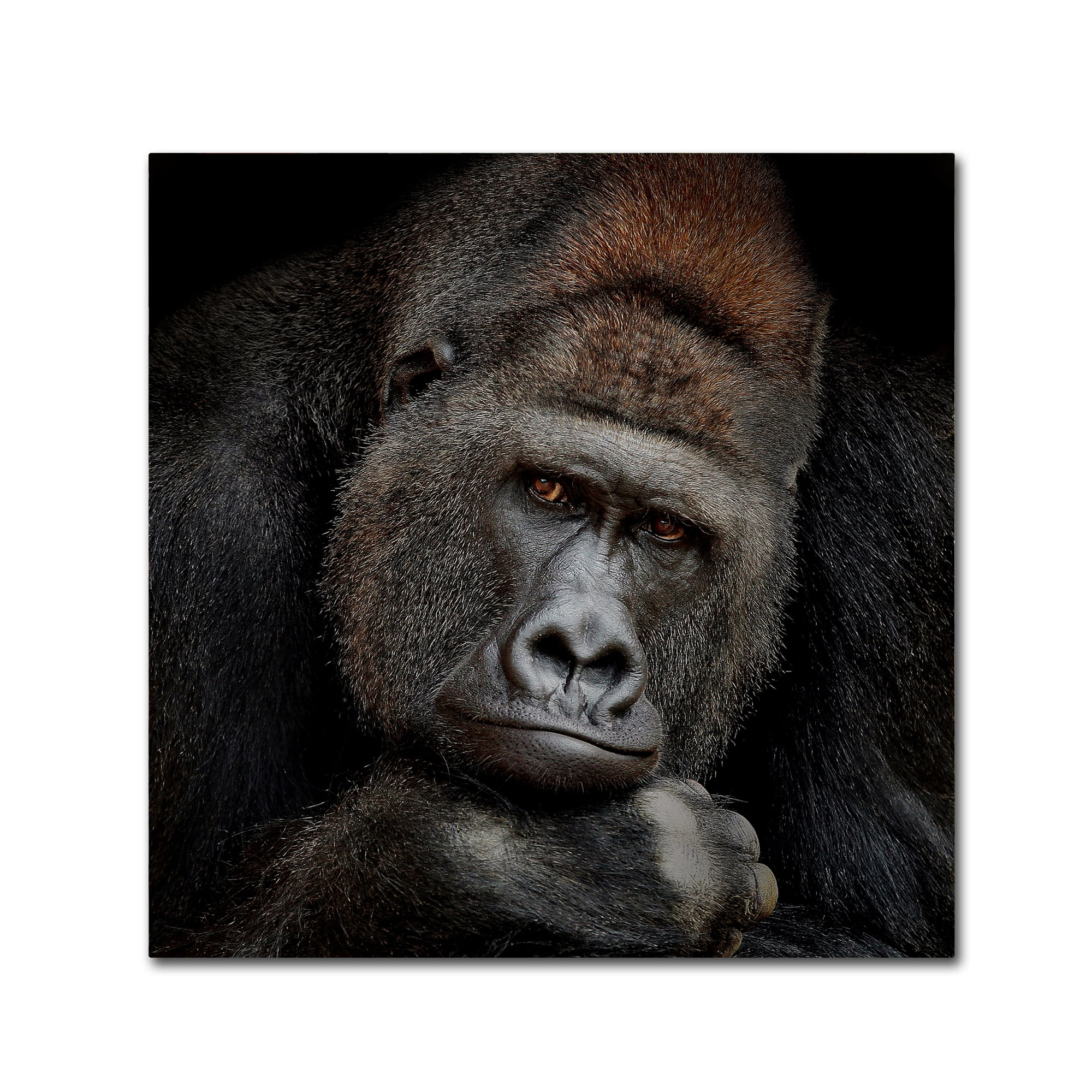 Trademark Fine Art 'One Moment In Contact' Canvas Art by Antje Wenner-Braun