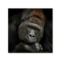 thumbnail image 1 of Trademark Fine Art 'One Moment In Contact' Canvas Art by Antje Wenner-Braun, 1 of 3