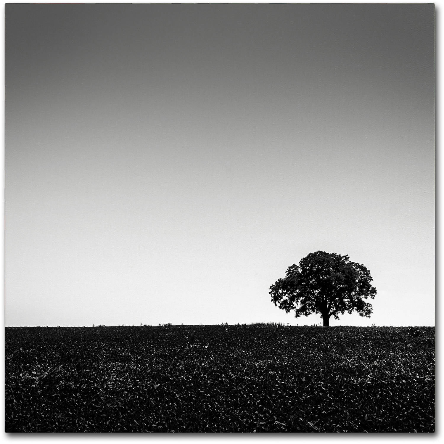 Trademark Fine Art "One Tree Hill" Canvas Art by Dave MacVicar