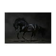 thumbnail image 1 of Trademark Fine Art 'Onyx Horse' Canvas Art by PhotoINC Studio, 1 of 3