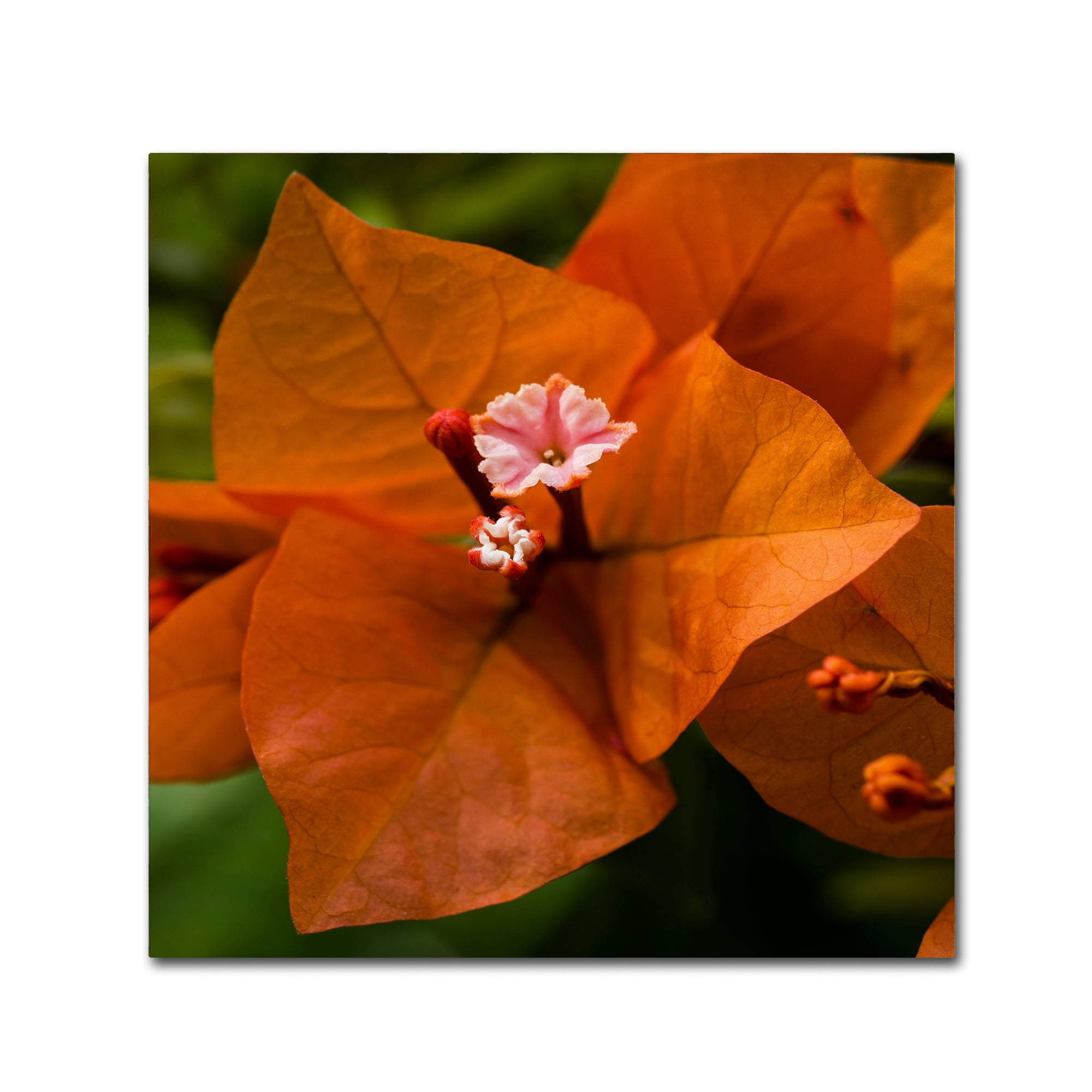 Trademark Fine Art "Orange Bougainvillea" Canvas Art by Kurt Shaffer