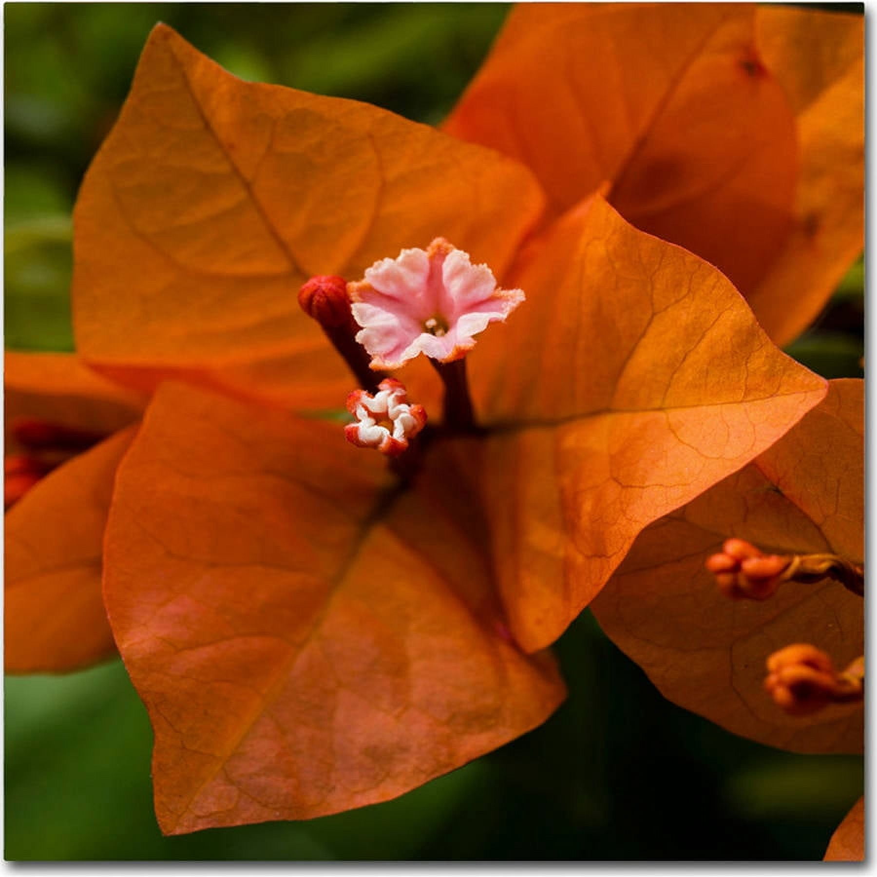 Trademark Fine Art "Orange Bougainvillea" Canvas Art by Kurt Shaffer
