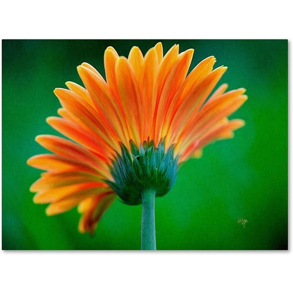 Trademark Fine Art "Orange Burst" Canvas Art by Lois Bryan
