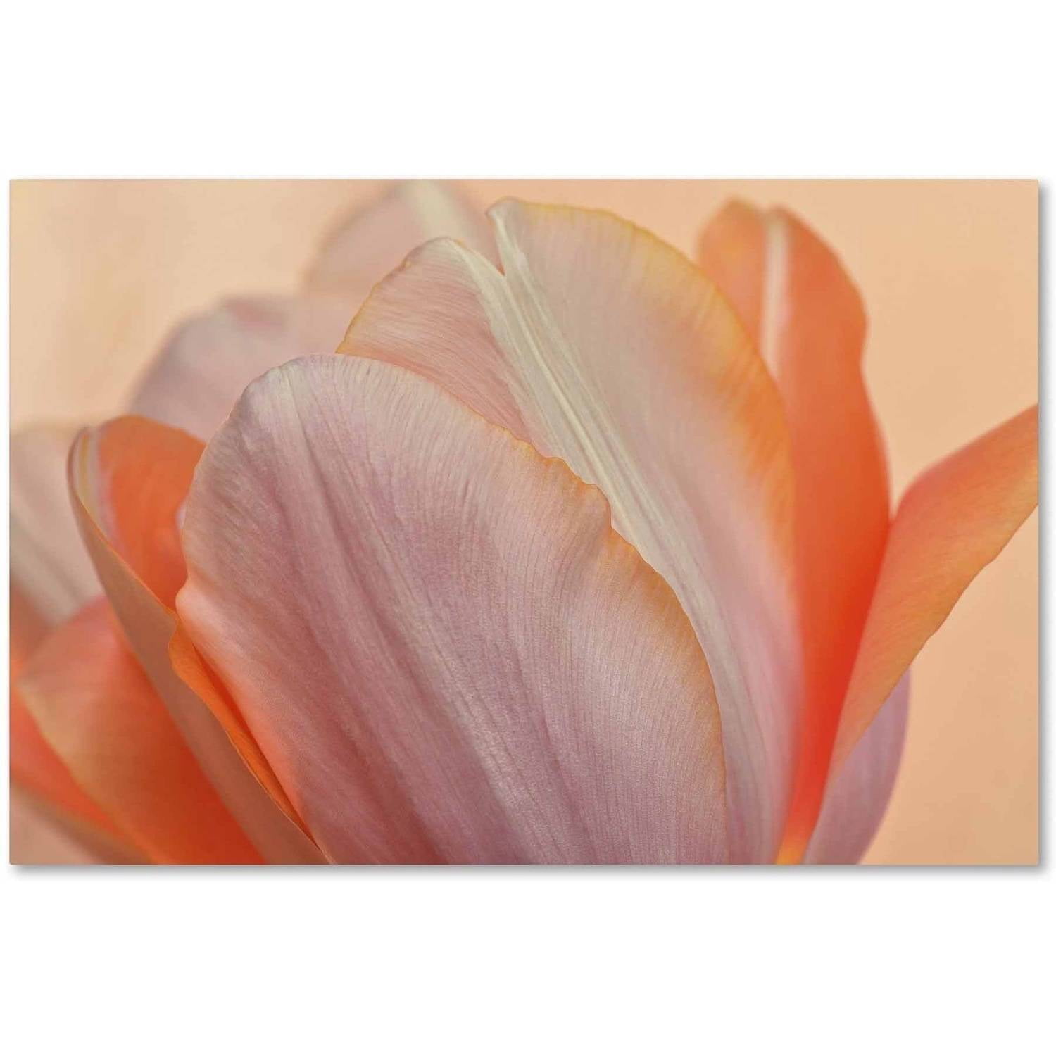Trademark Fine Art 'Orange Glowing Tulip' Canvas Art by Cora Niele