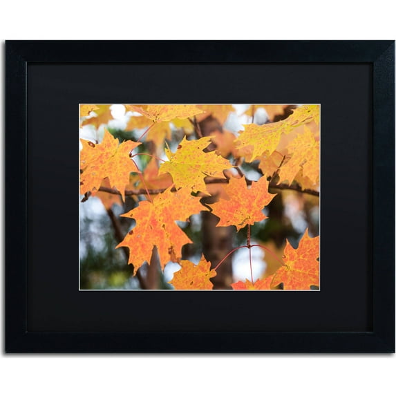 Trademark Fine Art "Orange Maple" Canvas Art by Jason Shaffer, Black Matte, Black Frame