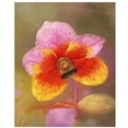 thumbnail image 1 of Trademark Fine Art "Orange-Pink Orchid" Canvas Art, 1 of 2