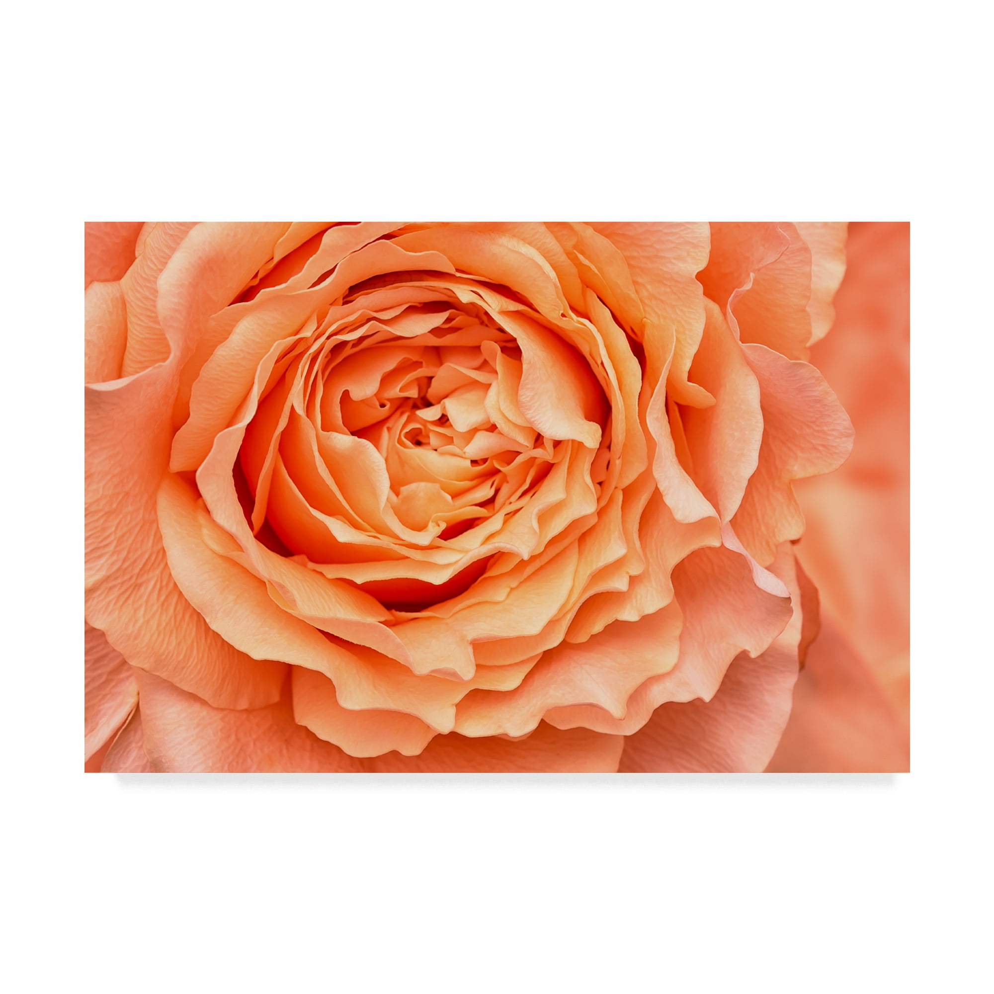 Trademark Fine Art 'Orange Rose Close Up' Canvas Art by Cora Niele