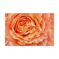 thumbnail image 1 of Trademark Fine Art 'Orange Rose Close Up' Canvas Art by Cora Niele, 1 of 3