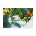 thumbnail image 1 of Trademark Fine Art 'Orange Tree Light' Canvas Art by Incredi, 1 of 3