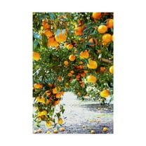 Trademark Fine Art 'Orange Trees' Canvas Art by Incredi