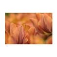 thumbnail image 1 of Trademark Fine Art 'Orange Tulips' Canvas Art by Cora Niele, 1 of 4