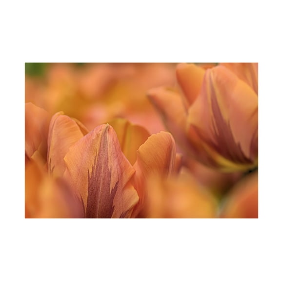 Trademark Fine Art Cora Niele Orange Tulips Canvas Wall Art - 16x24