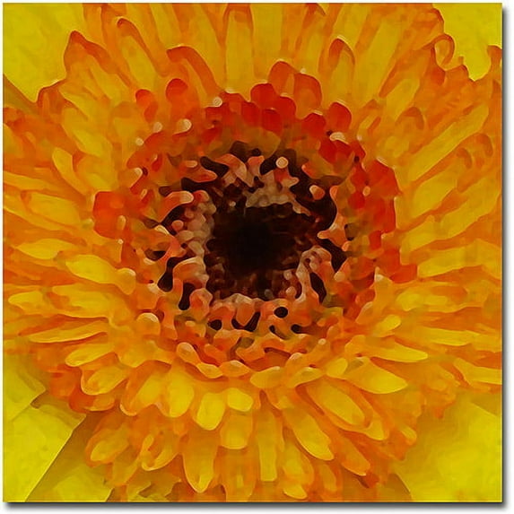 Trademark Fine Art "Orange and Black Gerber Centers" Canvas Wall Art by Amy Vangsgard