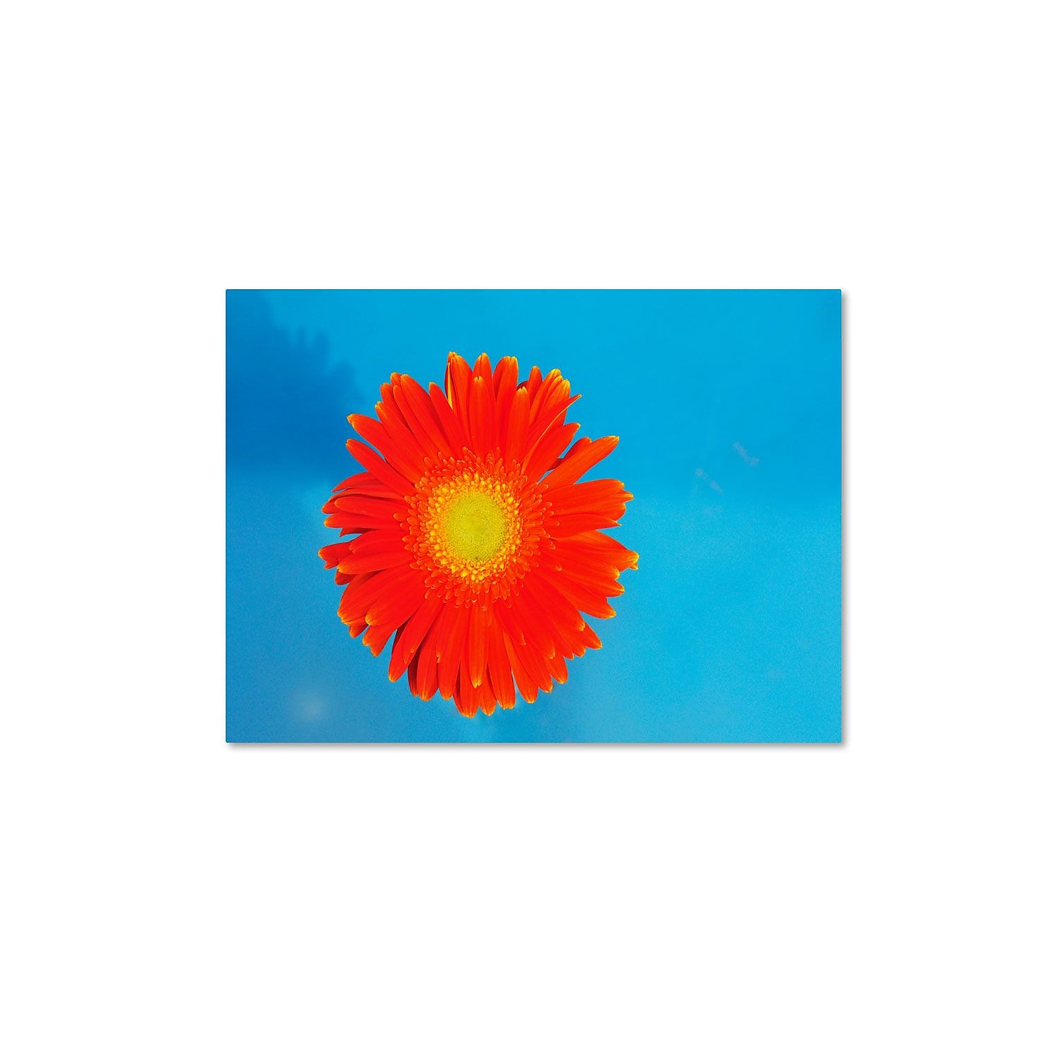 Trademark Fine Art "Orange and Blue" Canvas Wall Art by Kurt Shaffer