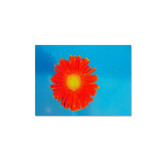 Trademark Fine Art "Orange and Blue" Canvas Wall Art by Kurt Shaffer