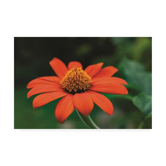 Trademark Fine Art 'Orange and Yellow Summer' Canvas Art by Kurt Shaffer Photographs