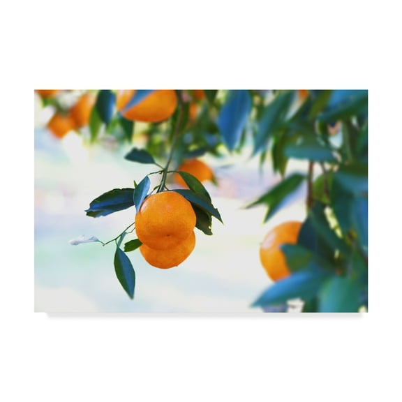 Trademark Fine Art 'Oranges Hanging' Canvas Art by Incredi