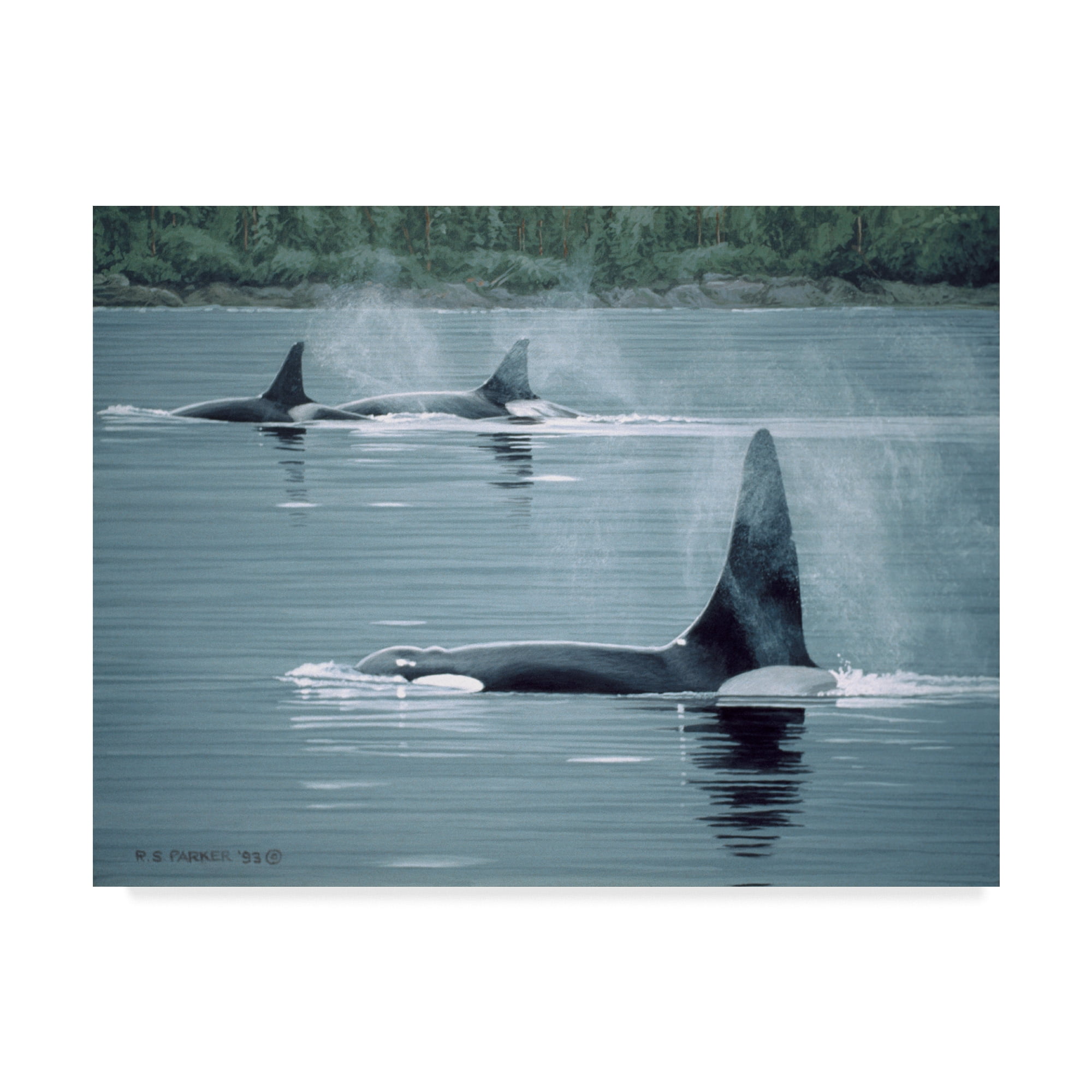 Trademark Fine Art 'Orcas' Canvas Art by Ron Parker