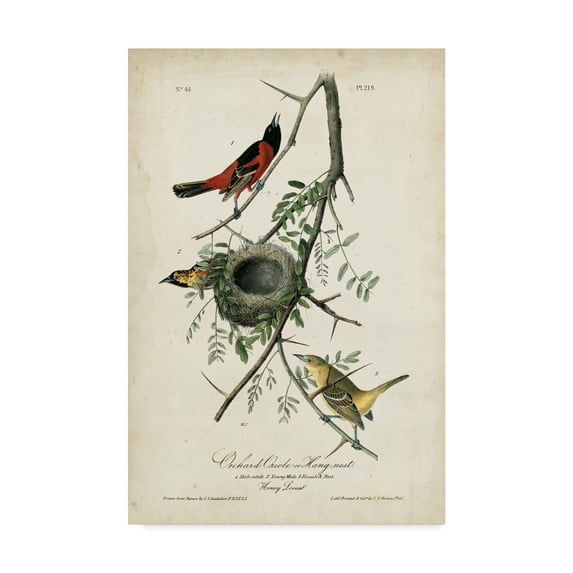 Trademark Fine Art 'Orchard Orioles' Canvas Art by John James Audubon