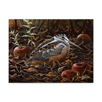 Trademark Fine Art 'Orchard Woodcock' Canvas Art by Wilhelm Goebel