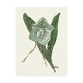 thumbnail image 1 of Trademark Fine Art 'Orchid Display I' Canvas Art by Melissa Wang, 1 of 4